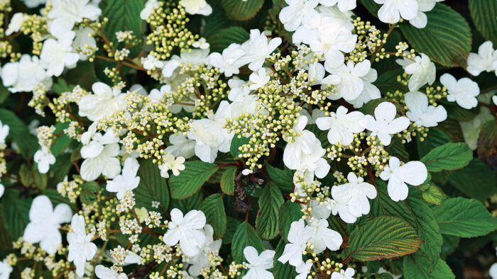 Steady Eddy Doublefile Viburnum