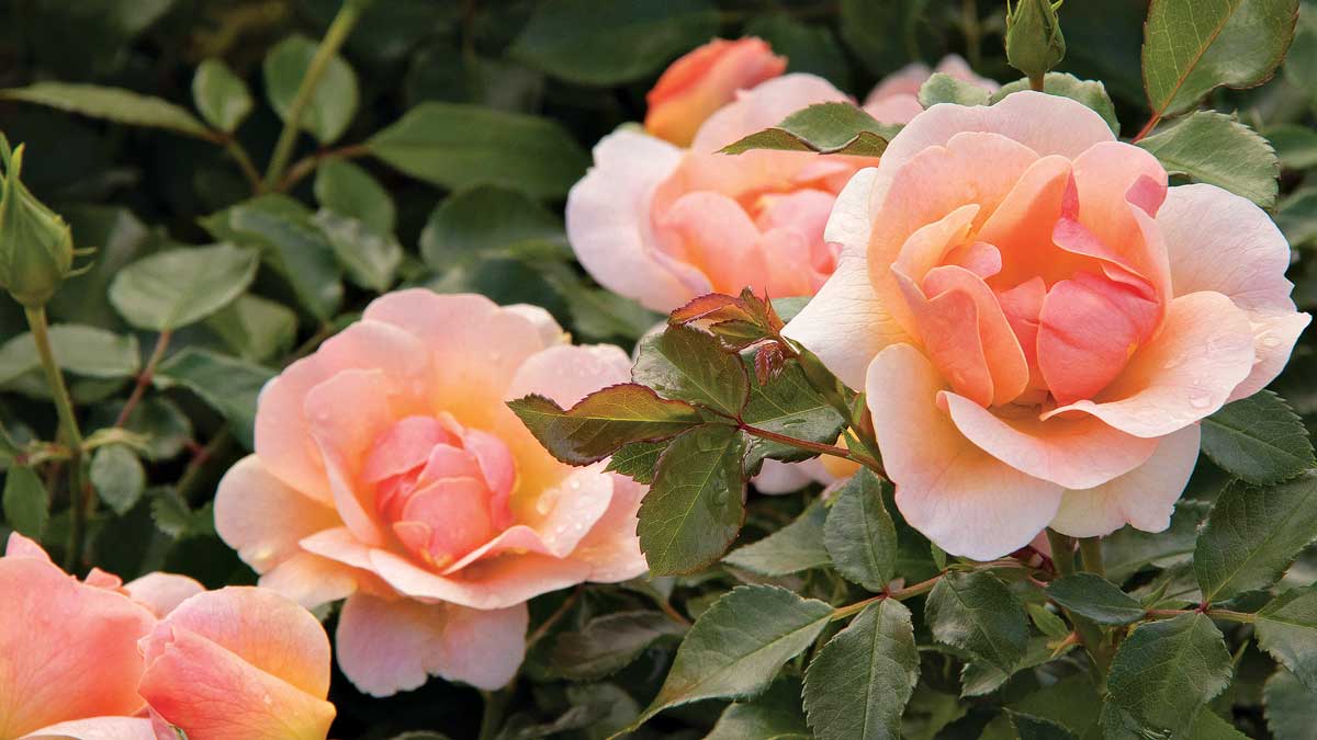 Nitty Gritty™ peach rose