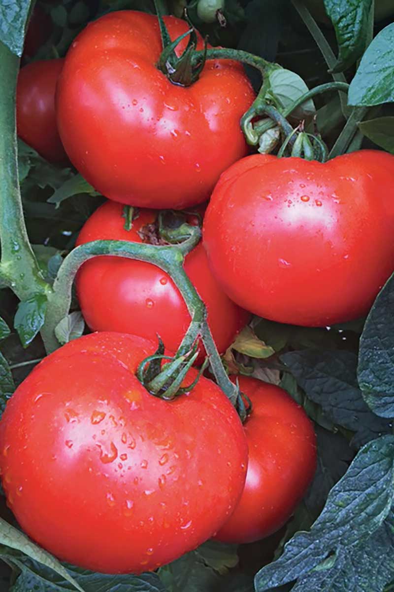 ‘Jolene’ tomato