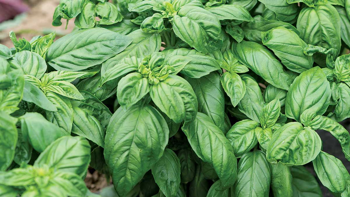 Prospera® basil