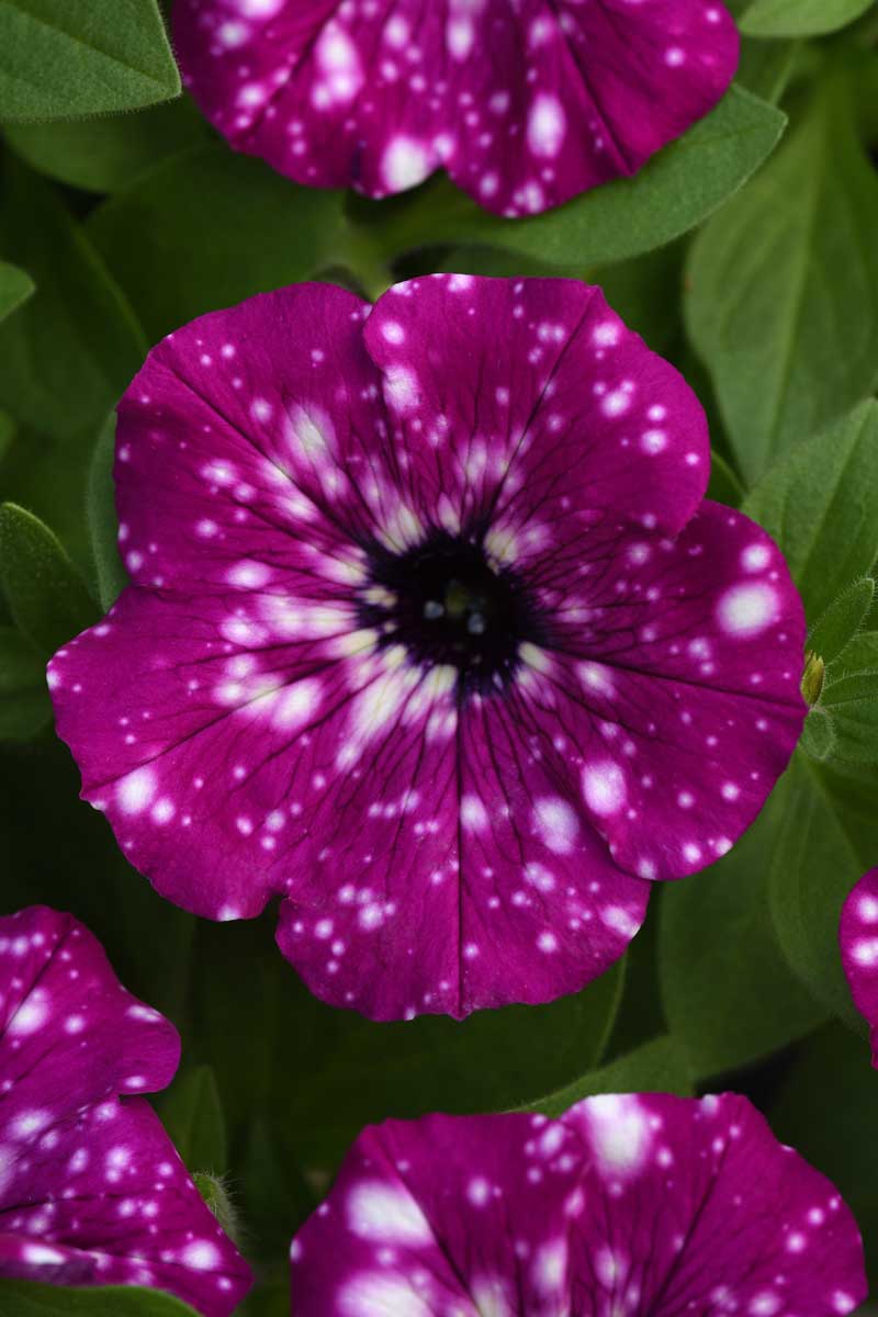 Headliner™ Electric Purple Sky petunia