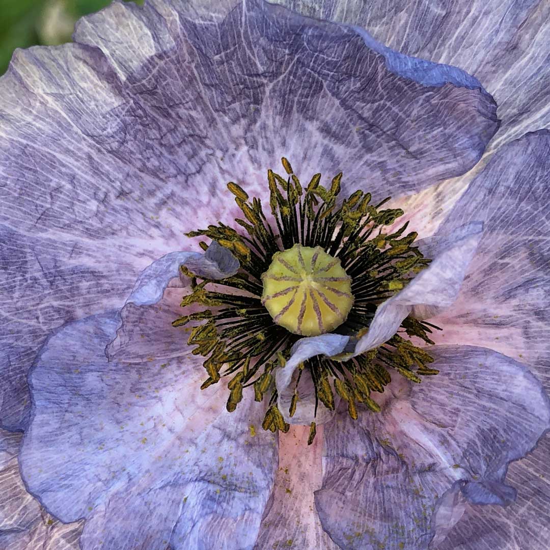 ‘Amazing Grey’ shirley poppy