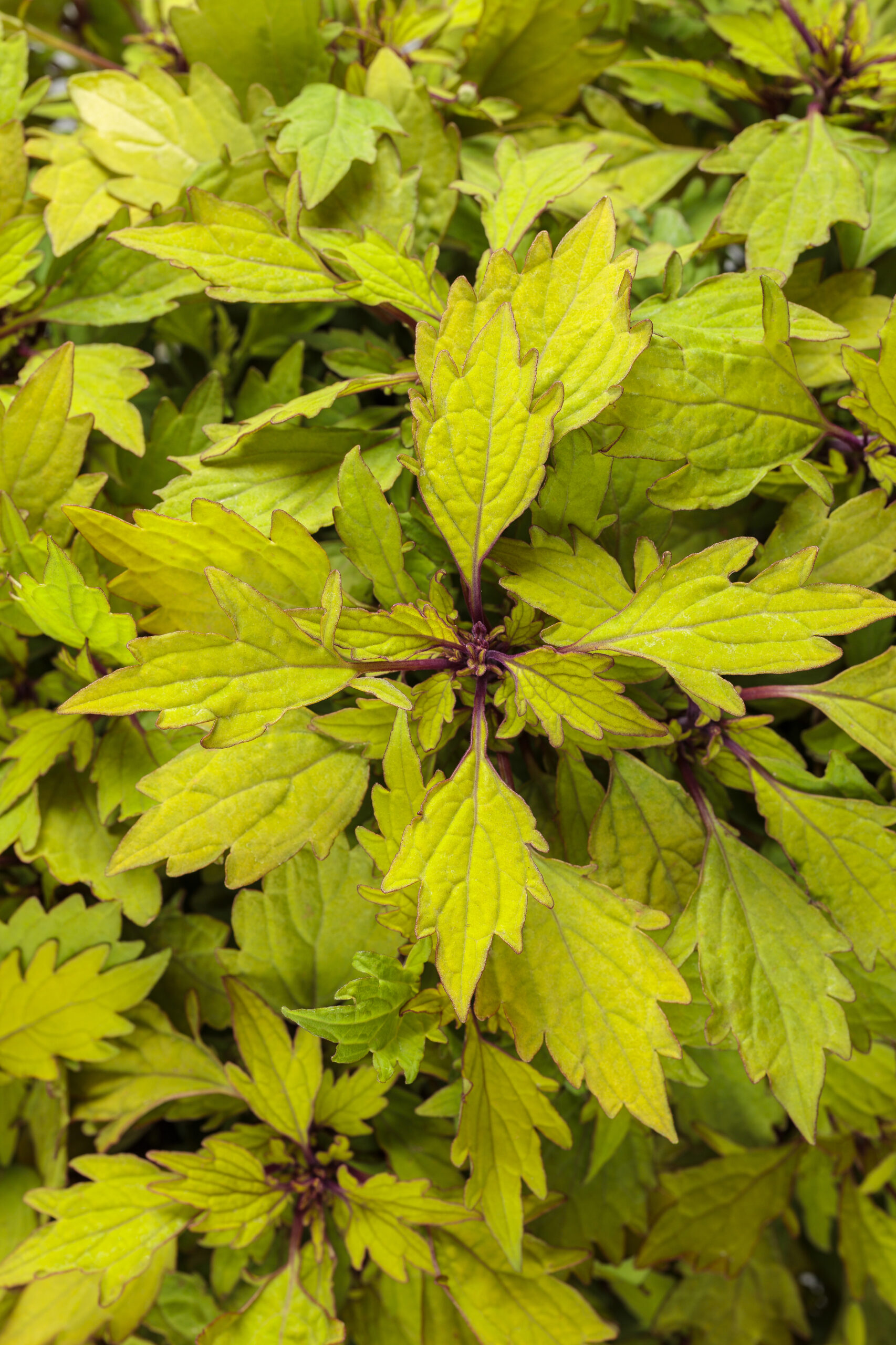 Royale Pineapple Brandy™ coleus