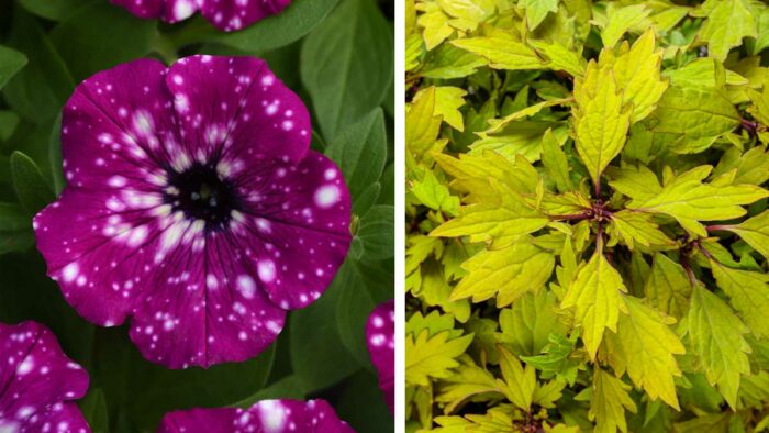 3 Cool New Annuals Worth Checking Out