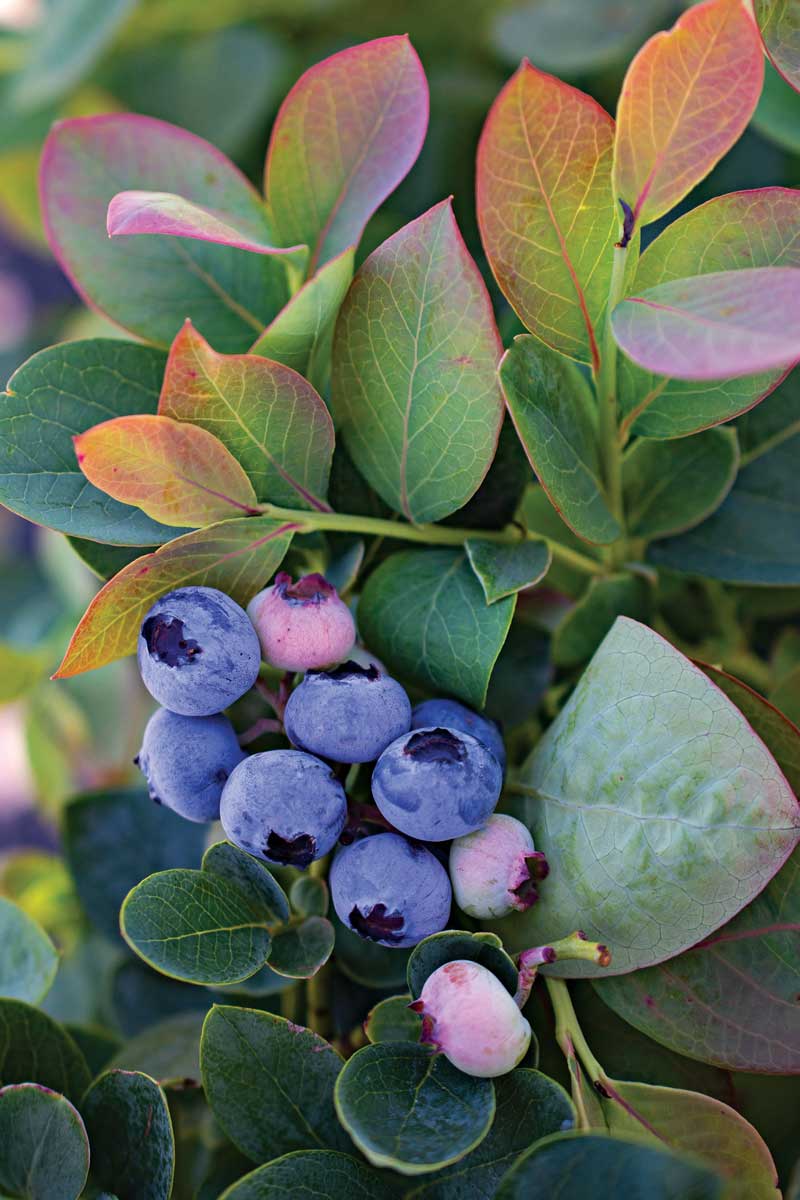 Silver Dollar® blueberry