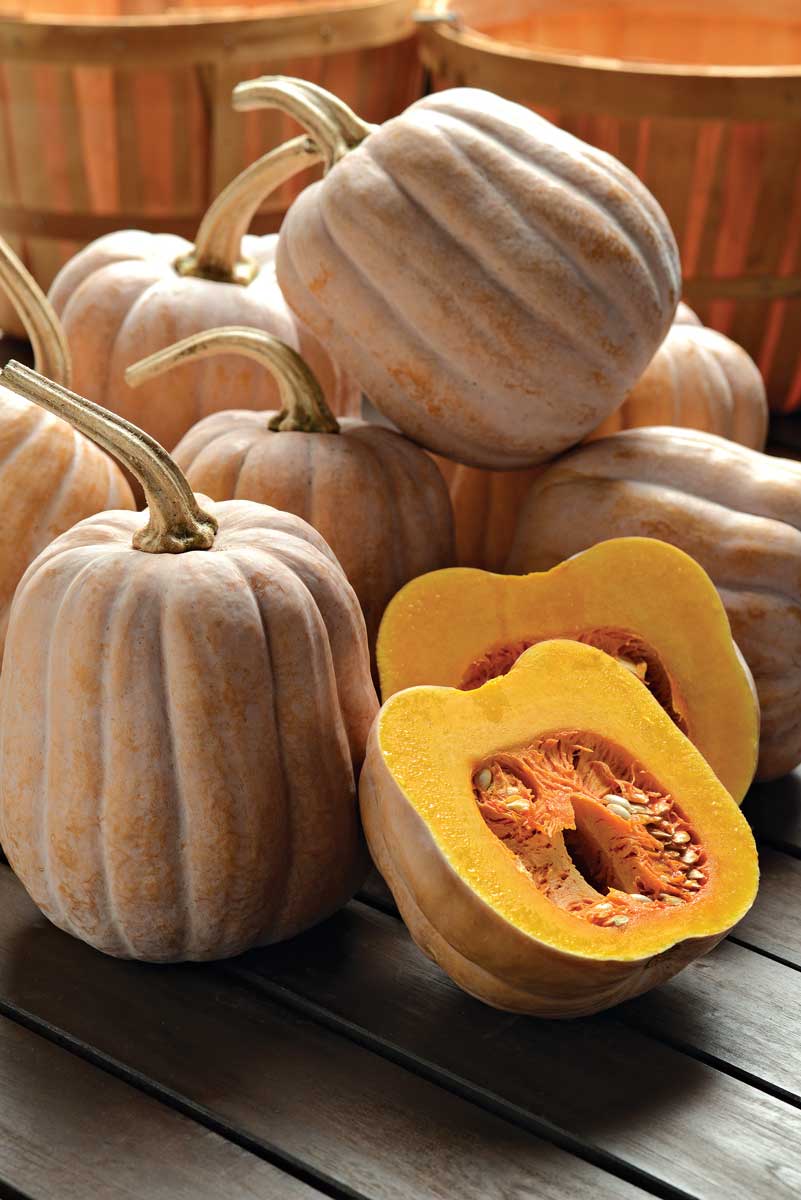 ‘Autumn Frost’ winter squash