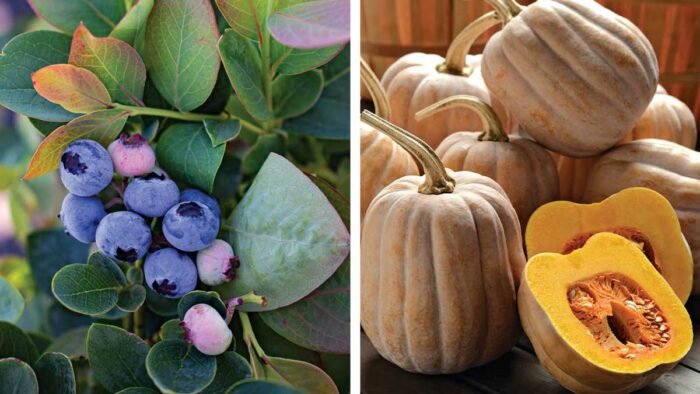 5 New Fruit and Veggie Varieties to Grow This Year