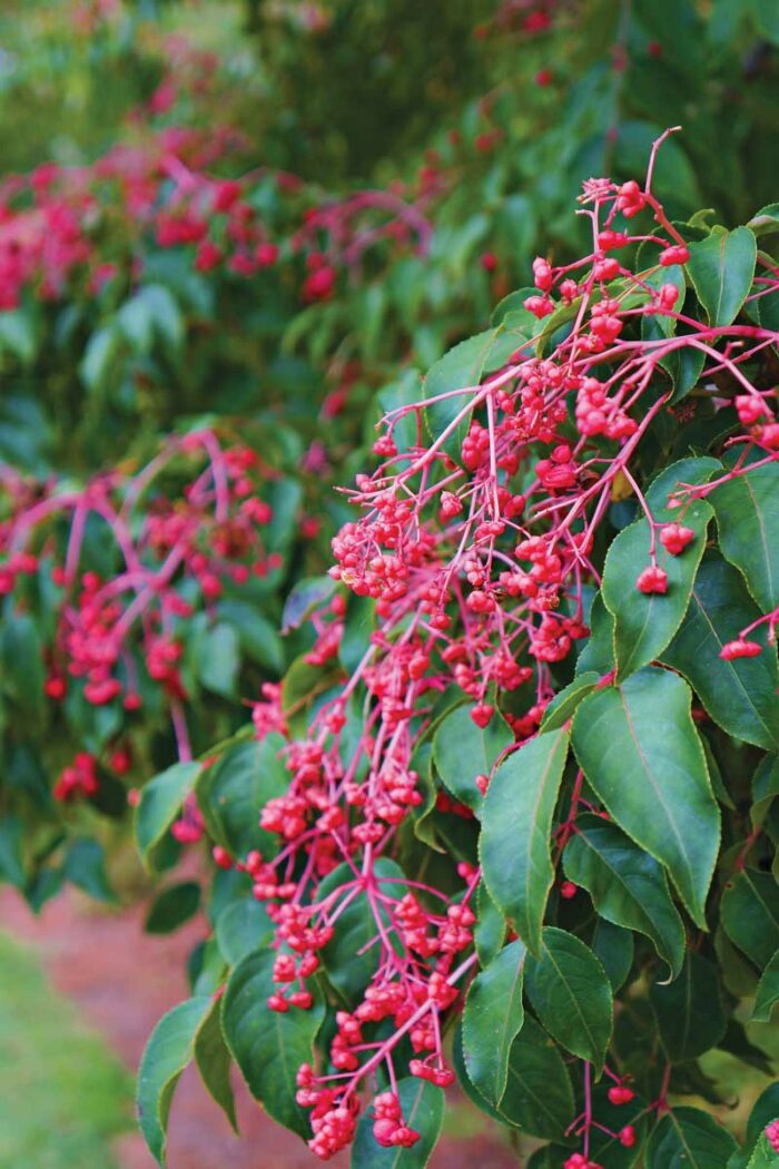 A Tough Small Tree with Late-Summer Color - FineGardening