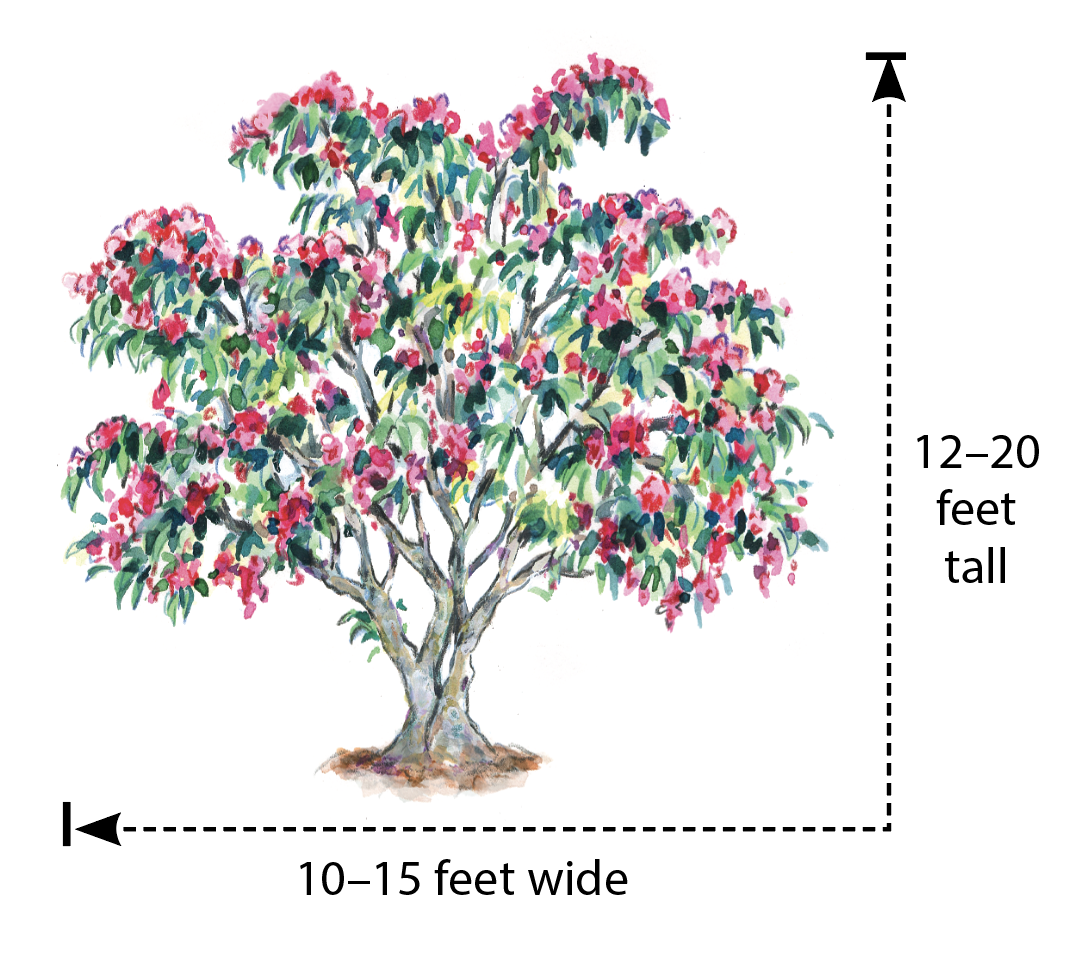 Korean sweetheart tree (Euscaphis japonica) Illustration