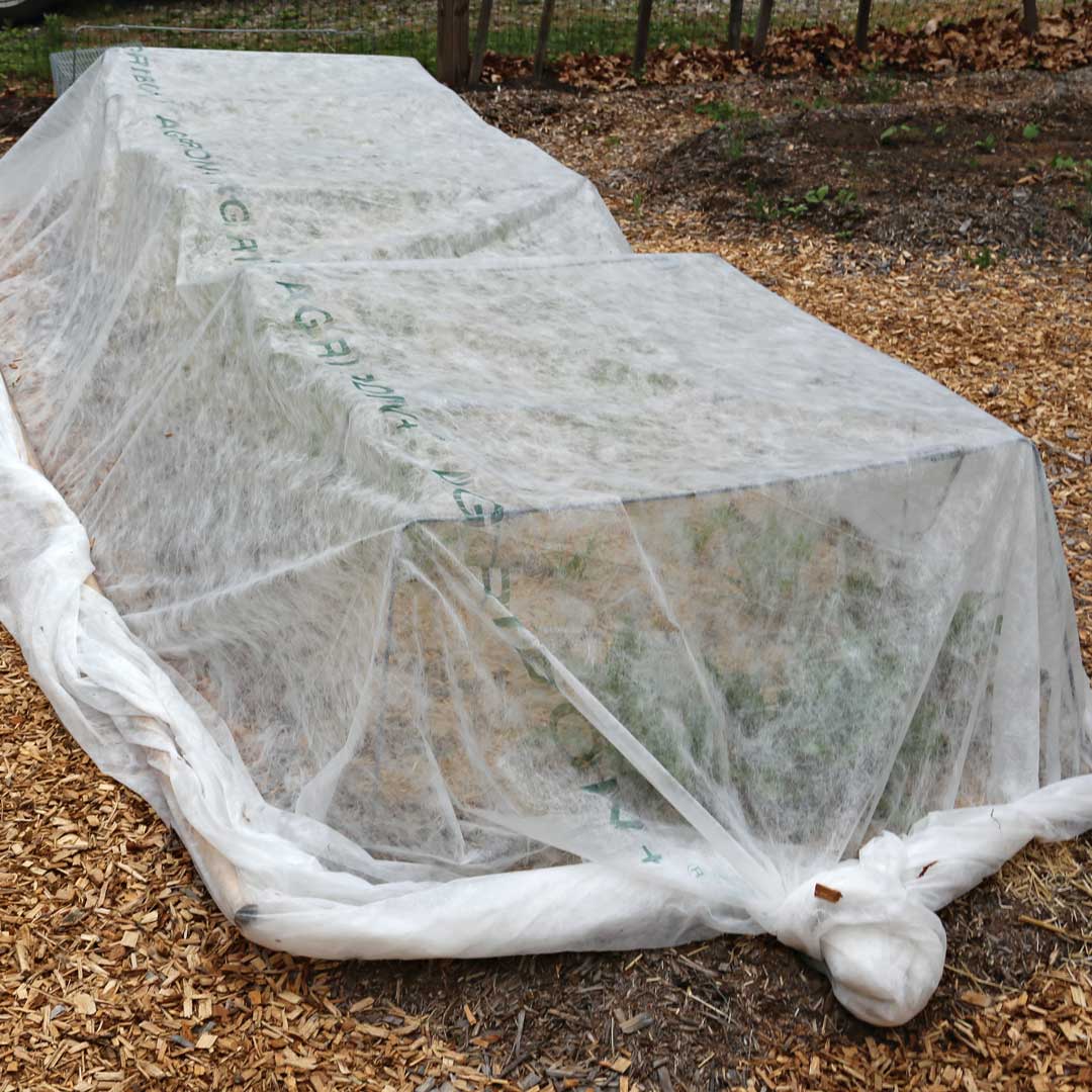 How to treat it: Row cover can help