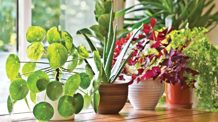 Plants on windowsill