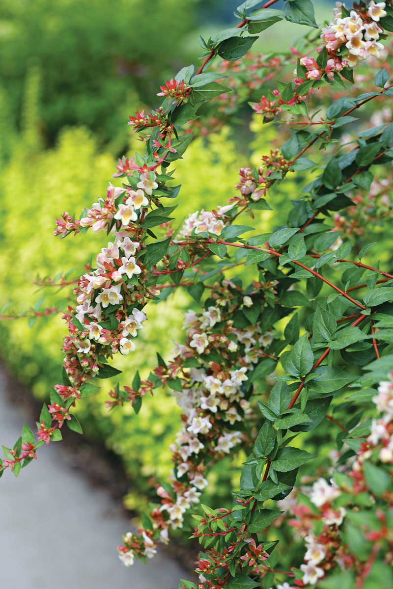 Sunny Anniversary® abelia