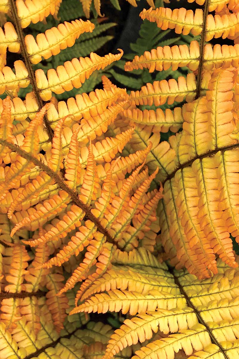 Jurassic Gold wood fern