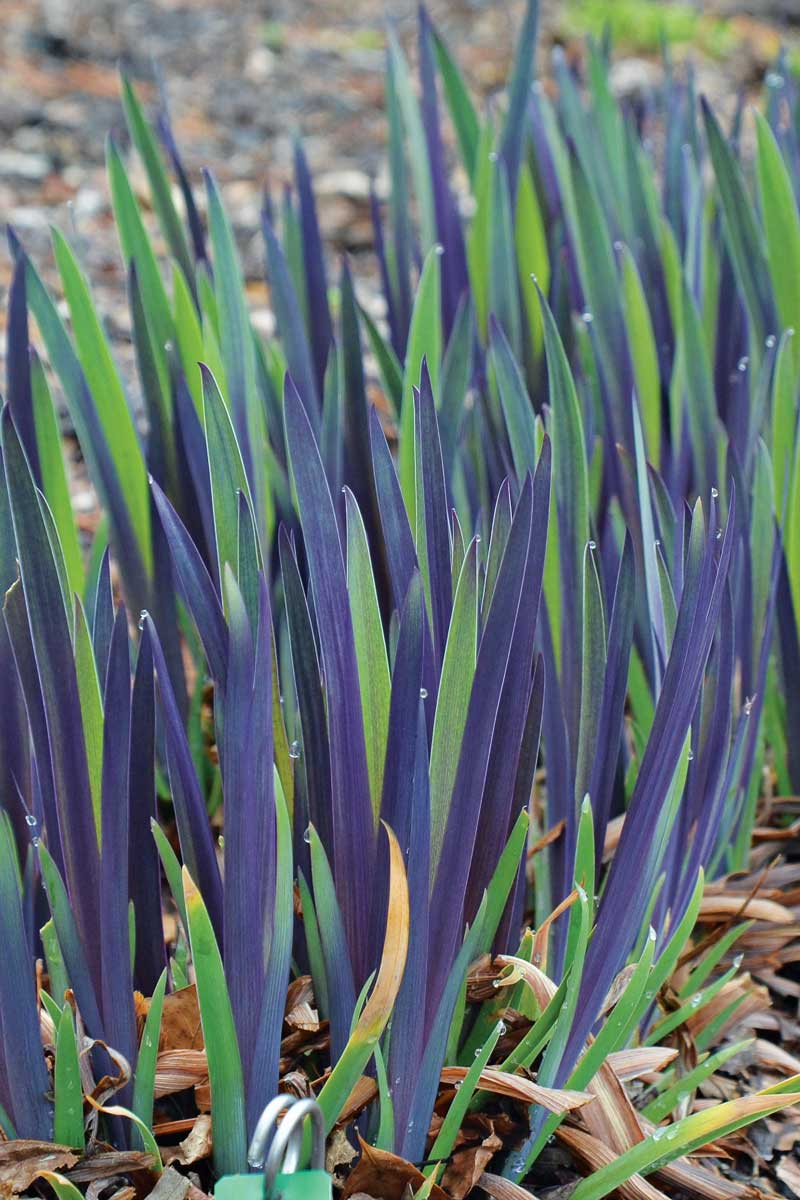 ‘Purple Flame’ blue flag iris