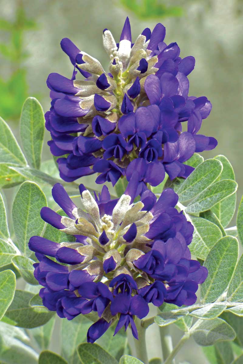 ‘Silver Peso’ Texas Mountain Laurel