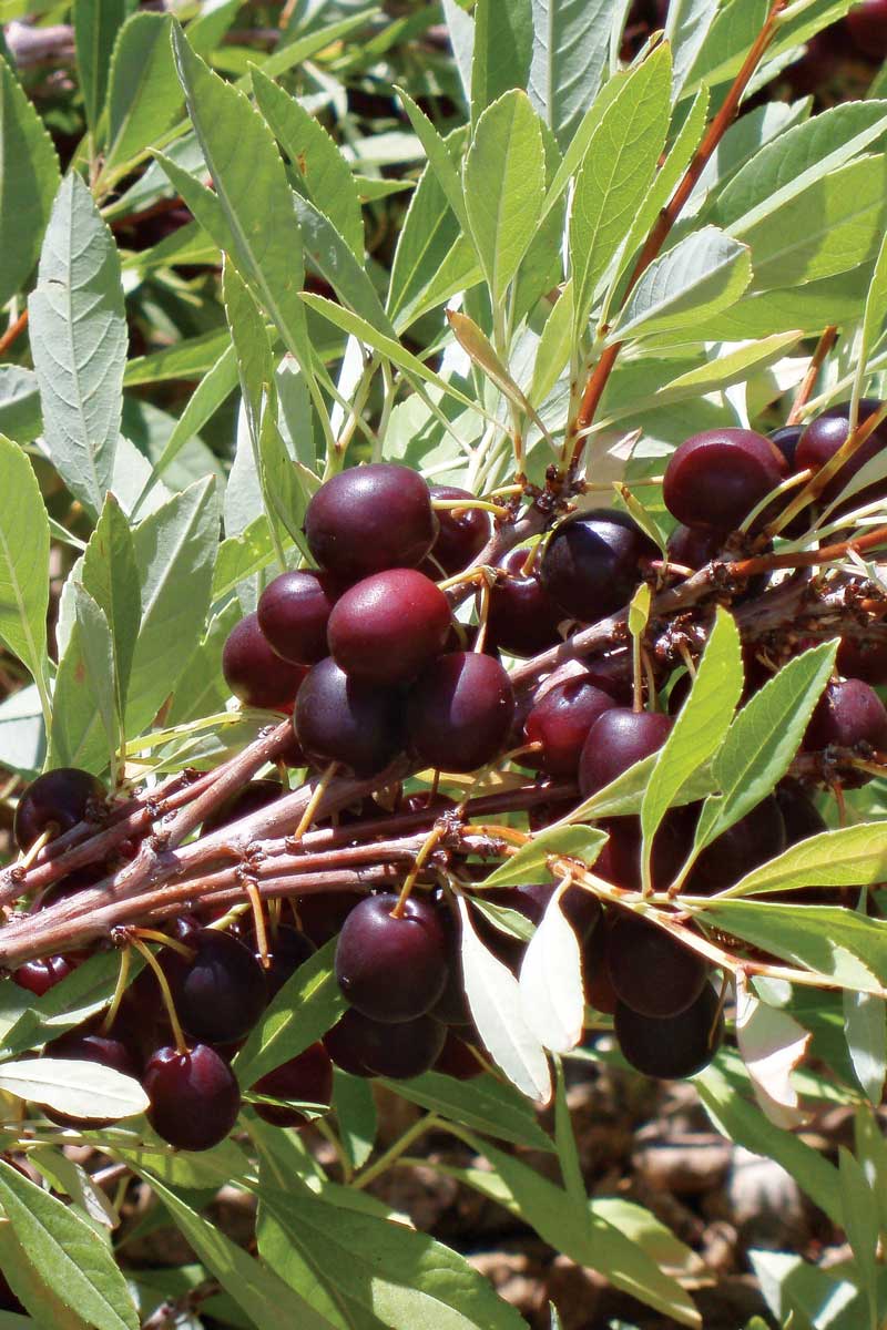 Pawnee Buttes® Western Sand Cherry