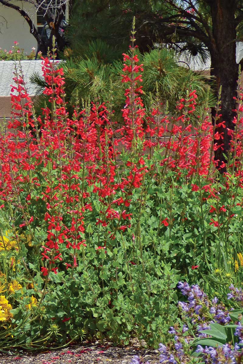 Vermilion Bluffs® Mexican Sage