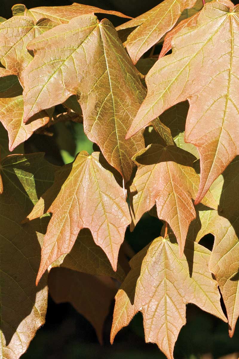 Cloud Forest Sugar Maple