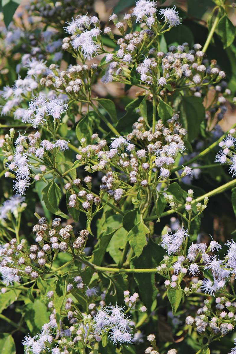 Blue Mistflower