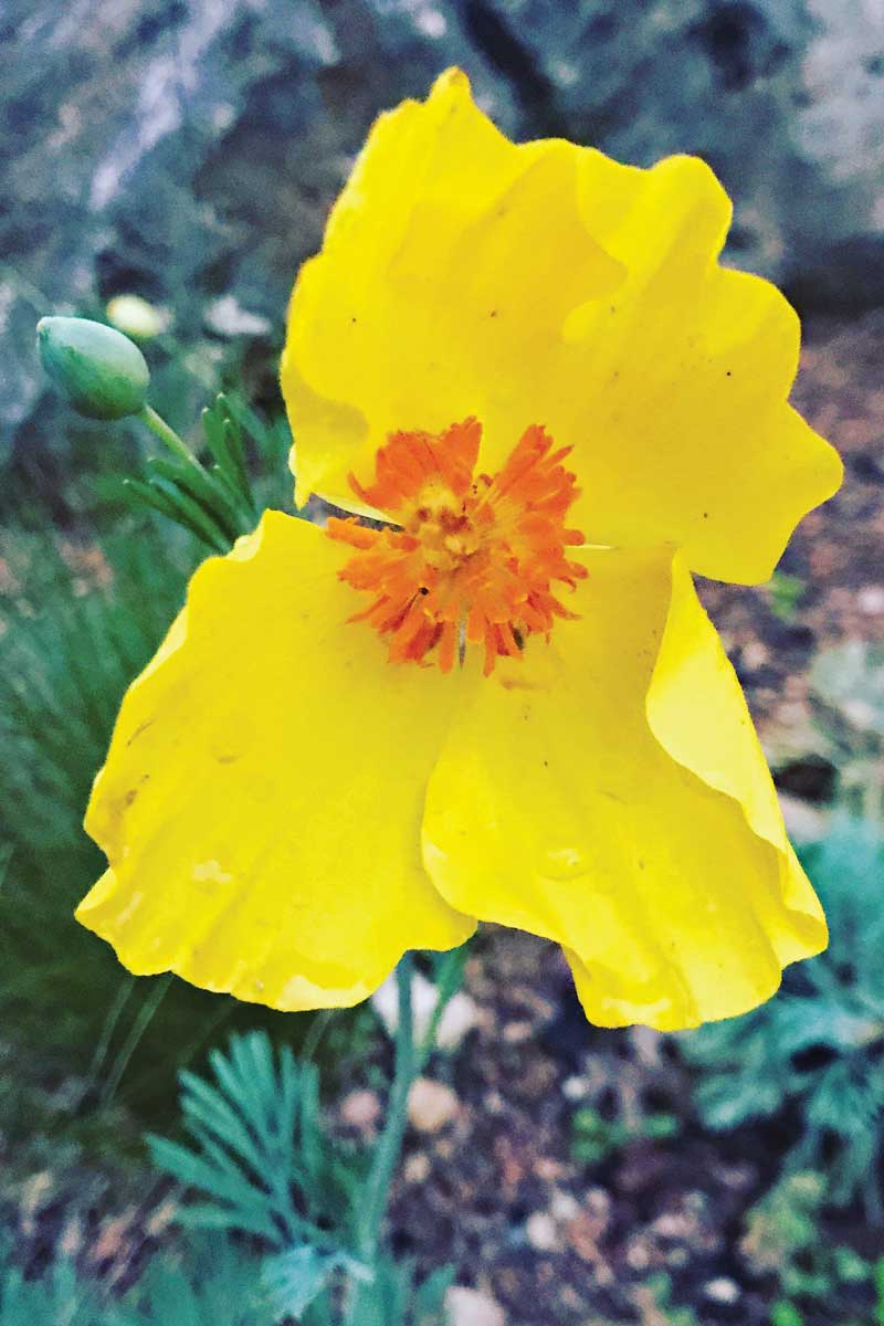 Mexican Tulip Poppy