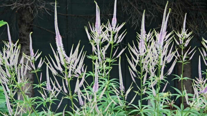 ‘Fascination’ culver’s root