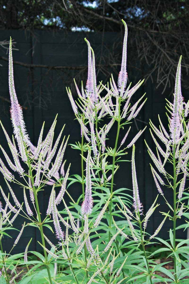 ‘Fascination’ culver’s root