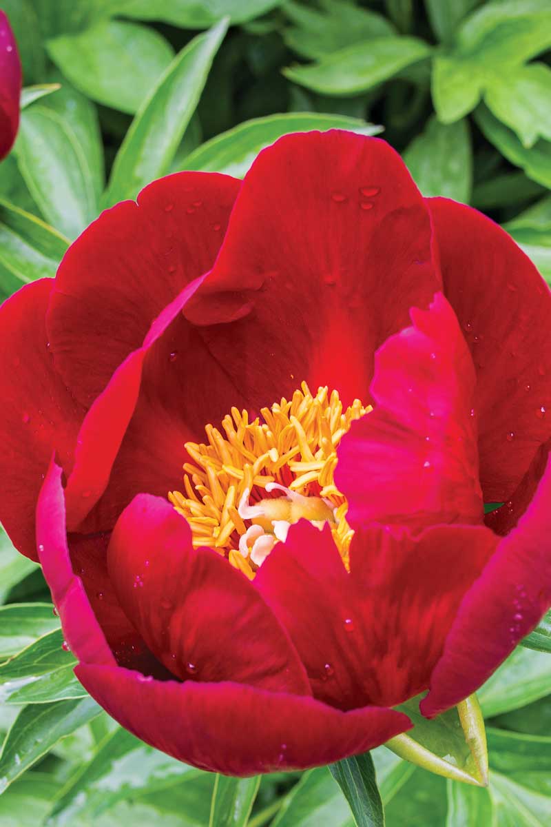 Illini Warrior’ peony