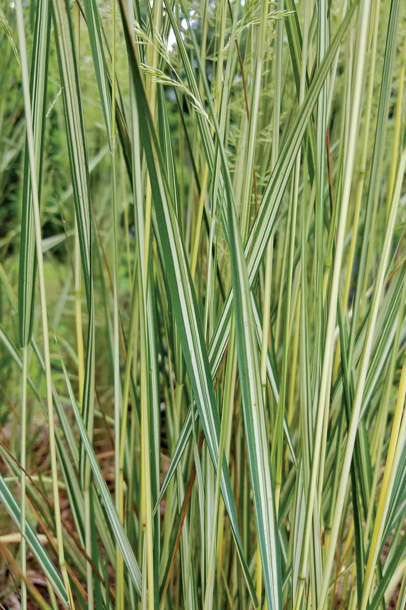 ‘ElDorado’ feather reed grass