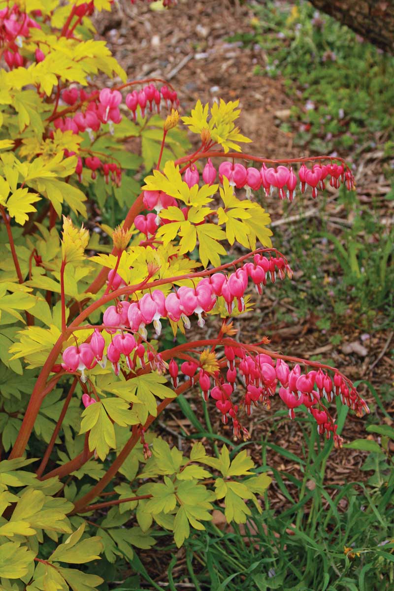 ‘Gold Heart’ bleeding heart