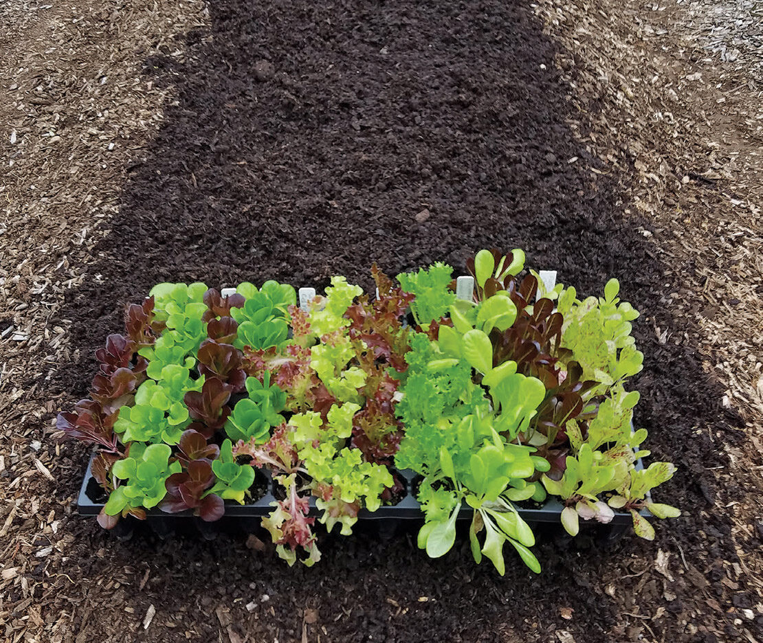 Salad Greens: How to Grow It