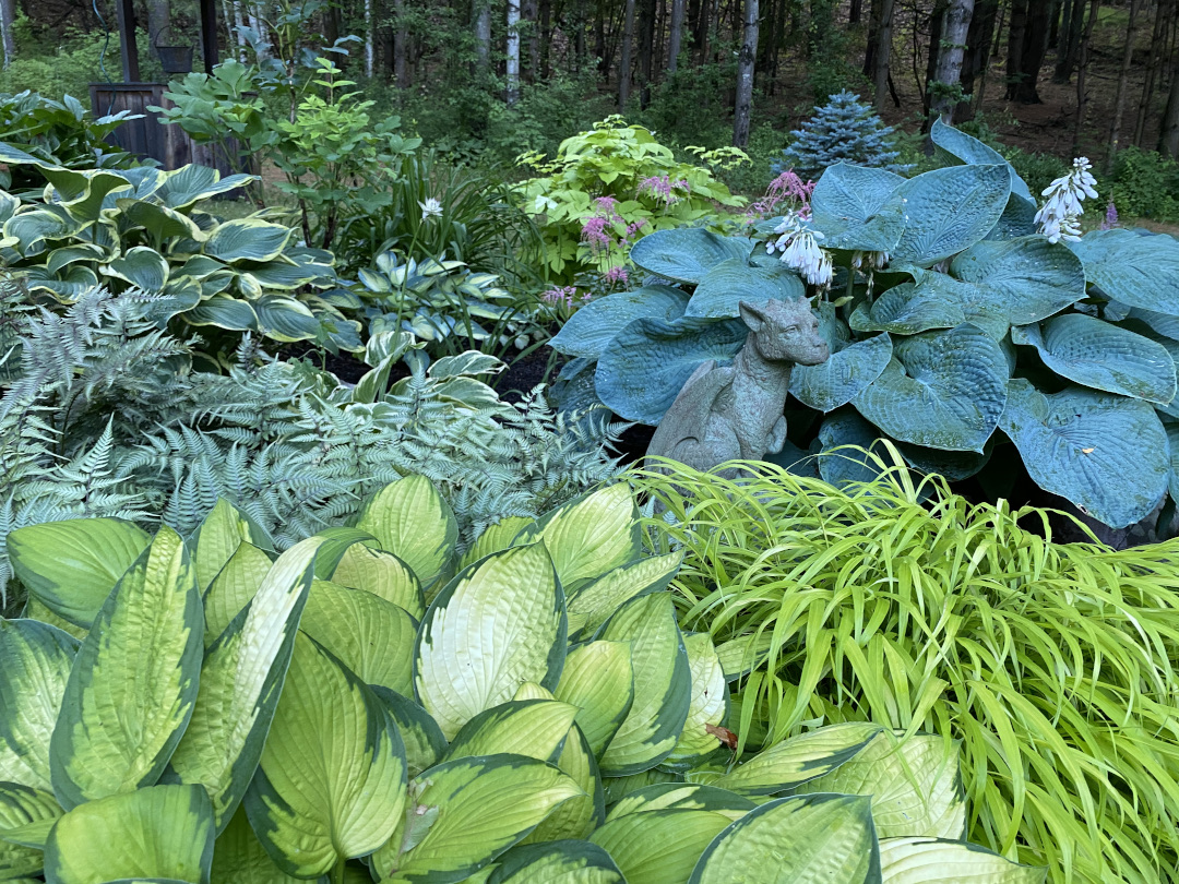 different colored hostas in a shade garden