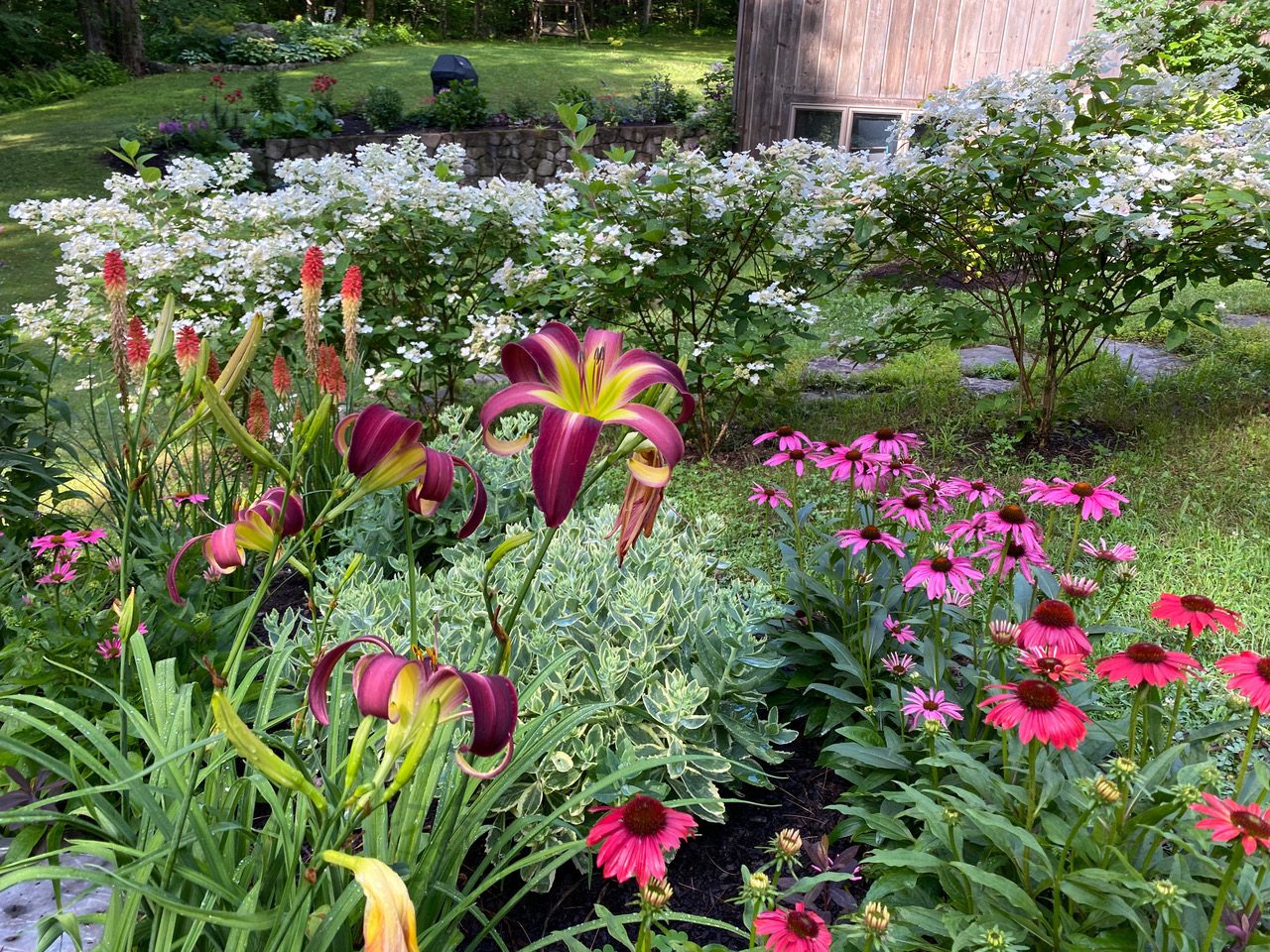 purple daylily blooming in garden