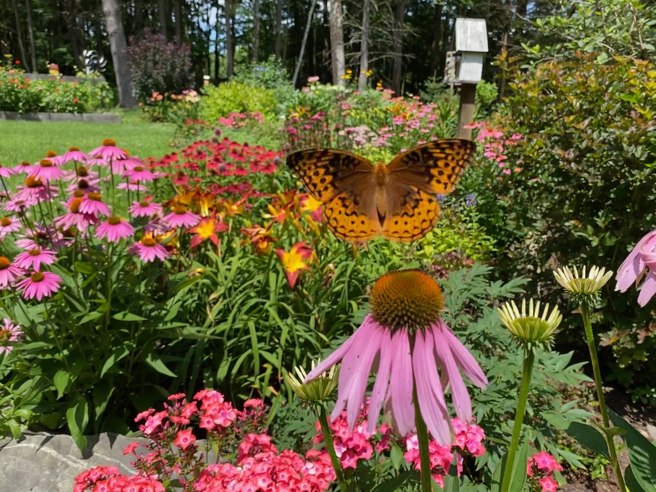 a butterfly over a flower garden