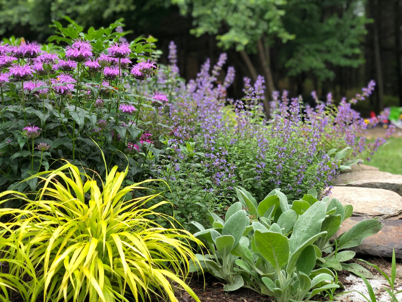 small garden bed with yellow hakone grass