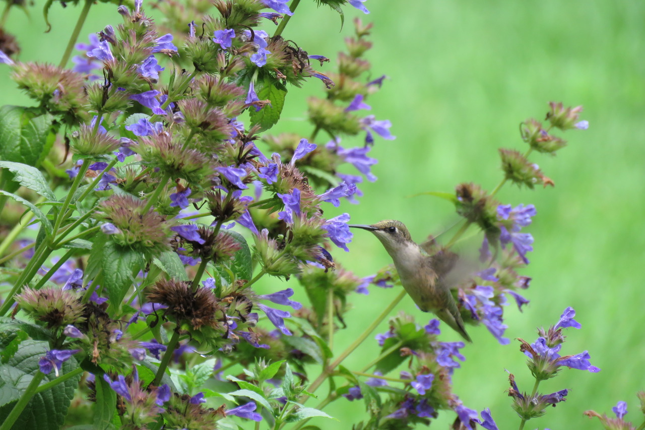 Hummingbird on catmint