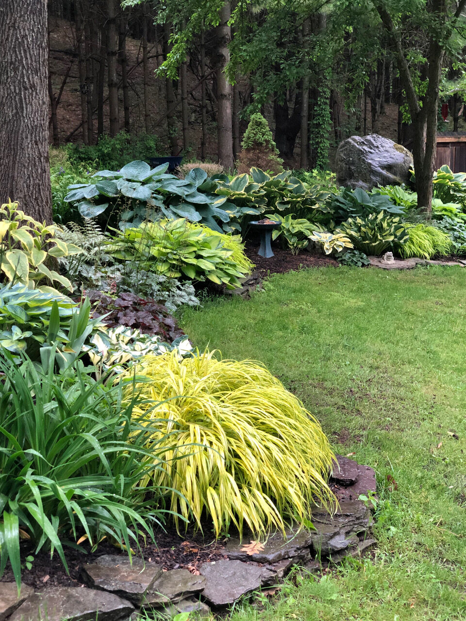 shade garden full of hostas