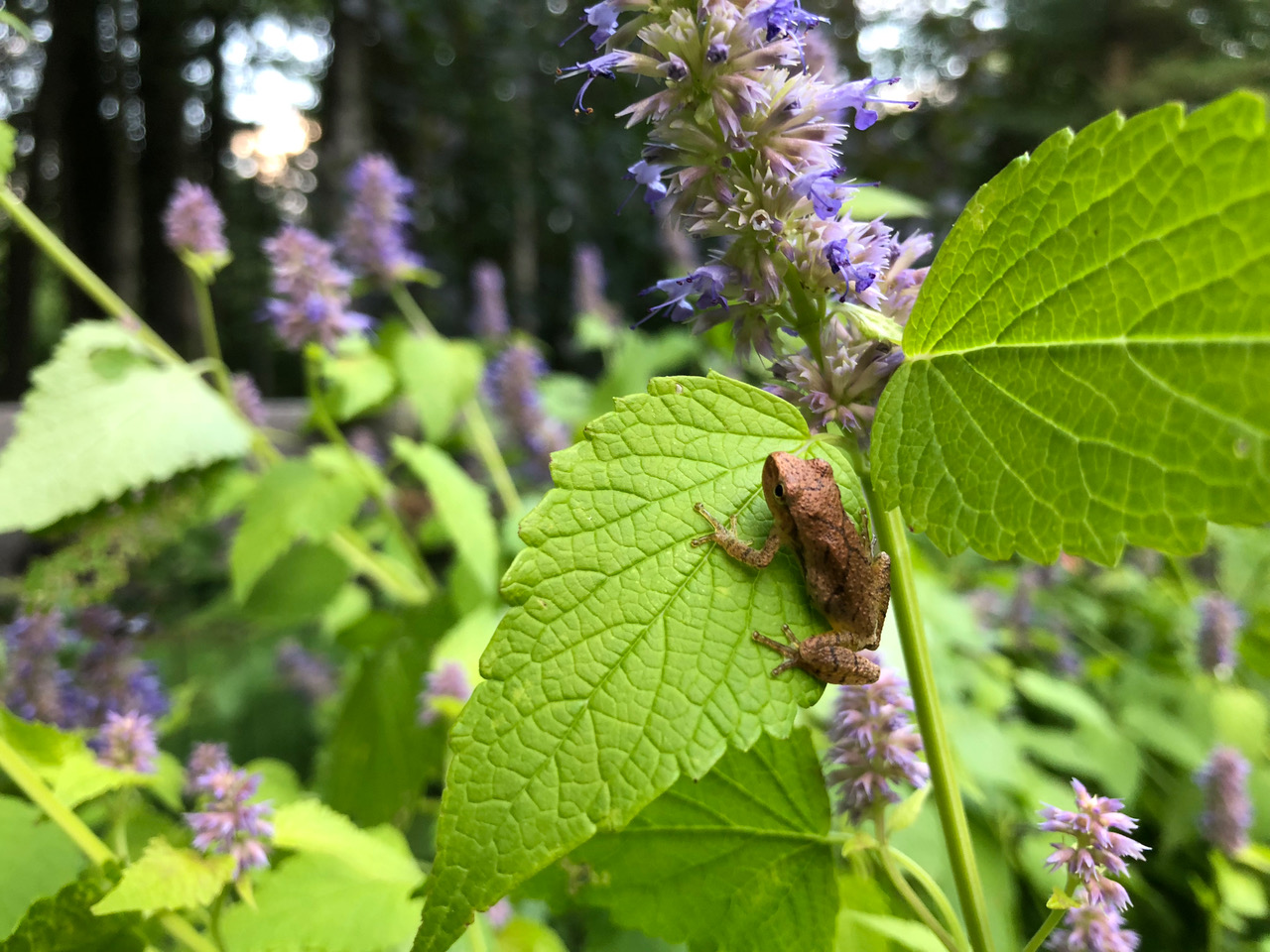 Tree frog on Golden Jubilee hyssop