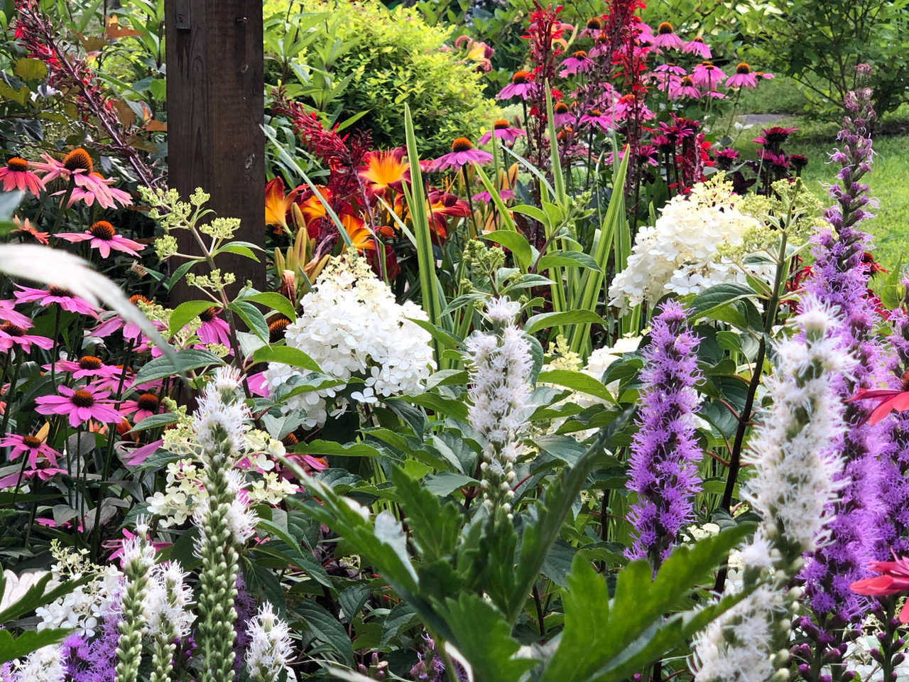 lots of colorful plants in bloom