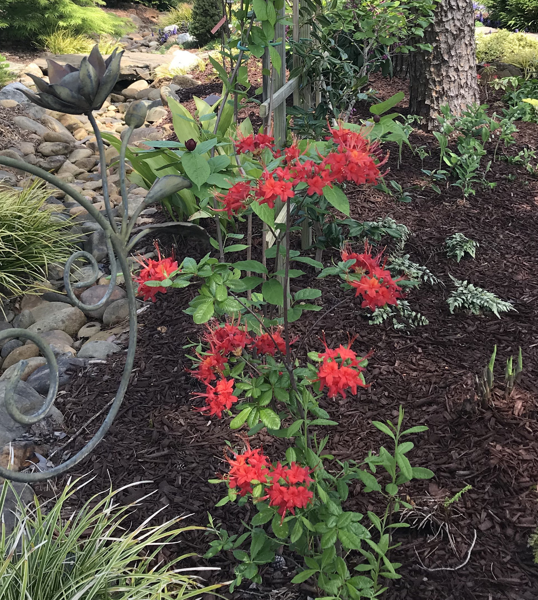 Rhododendron Jack Melton