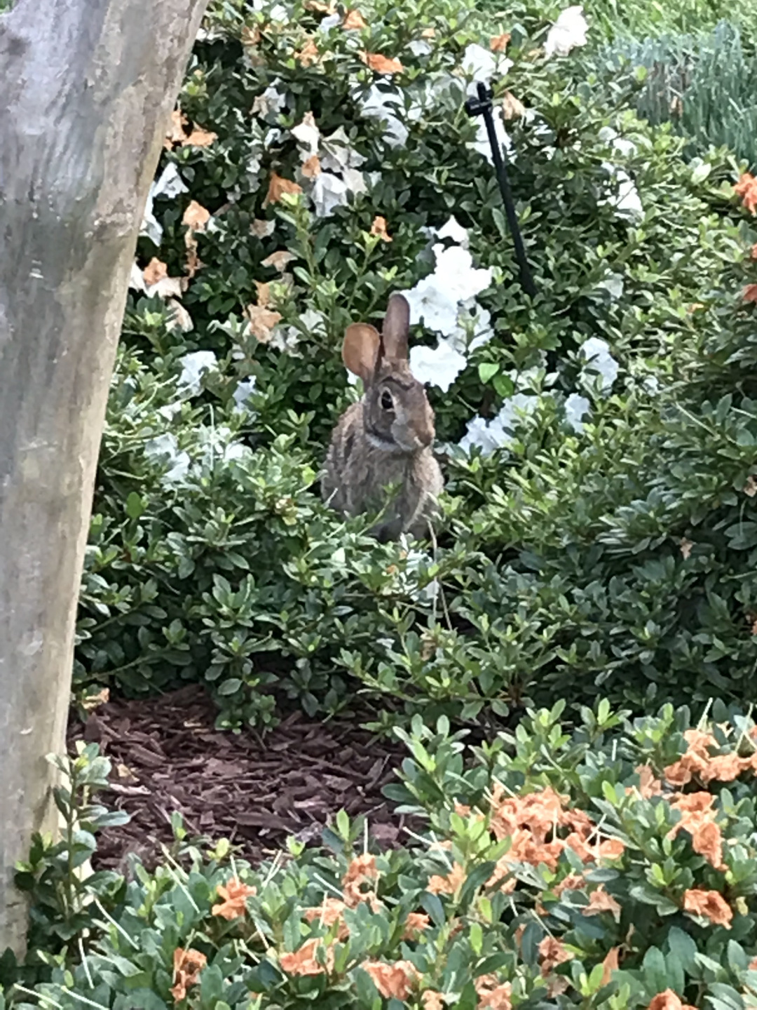 rabbit in a garden