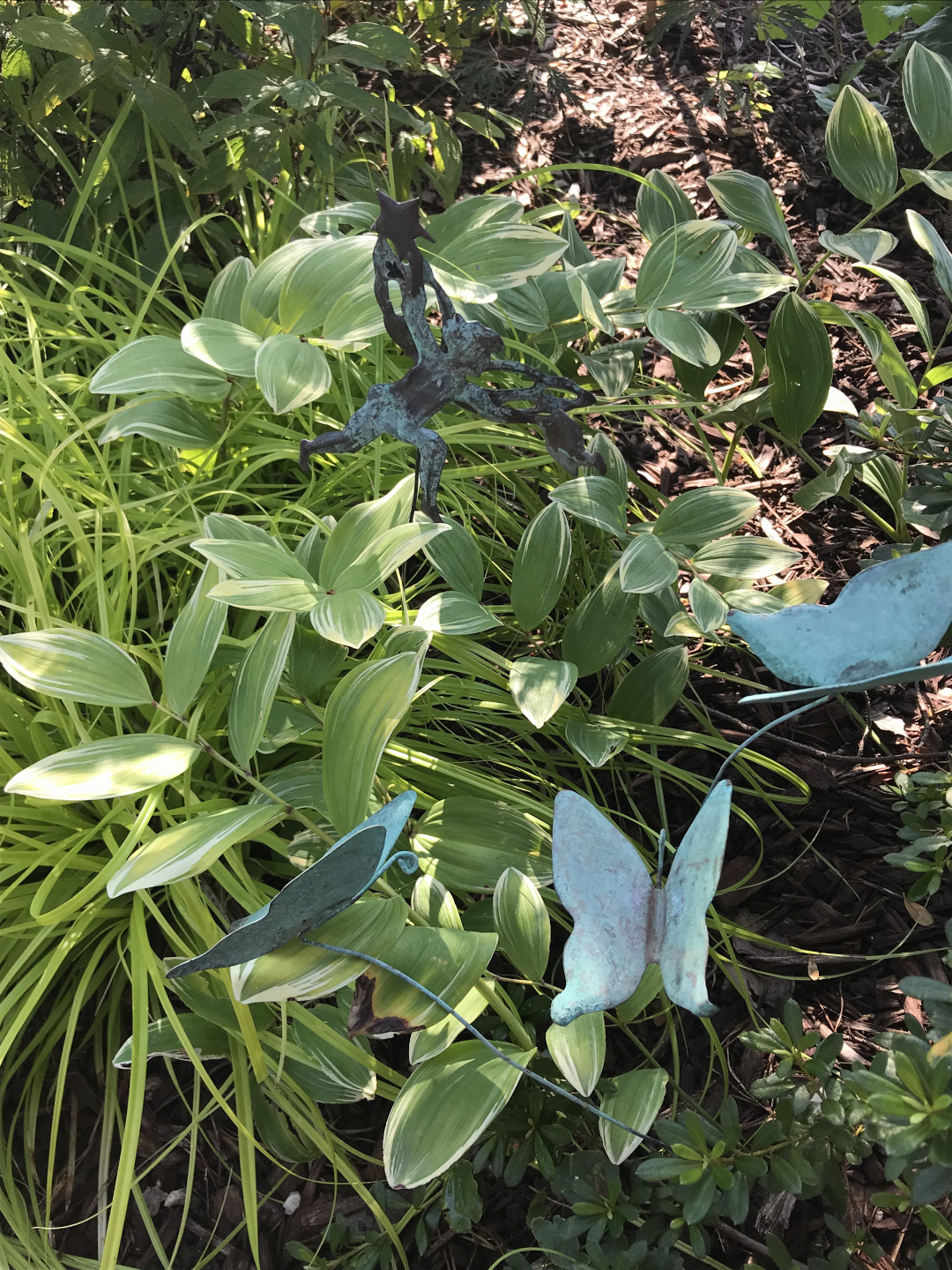 Variegated Solomons seal