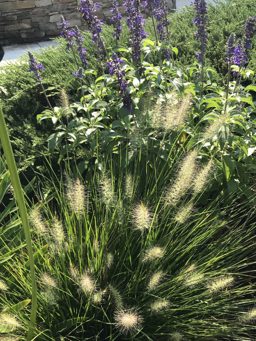 ornamental grass in front of purple flowers