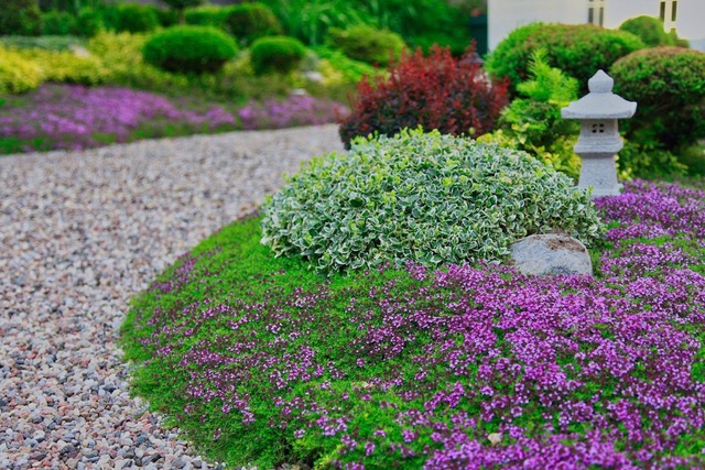Creeping thyme in bloom