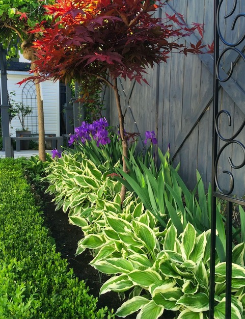 bearded irises with hostas