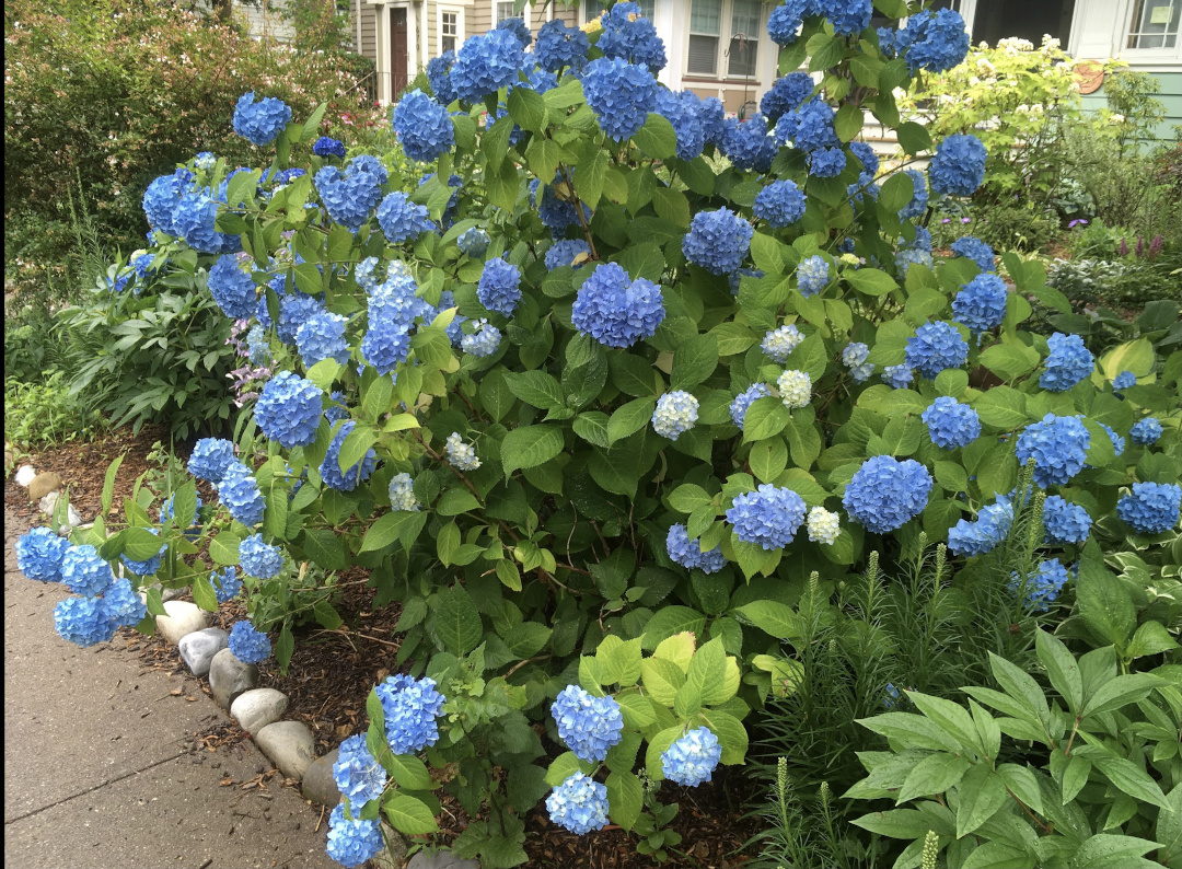 blue hydrangea