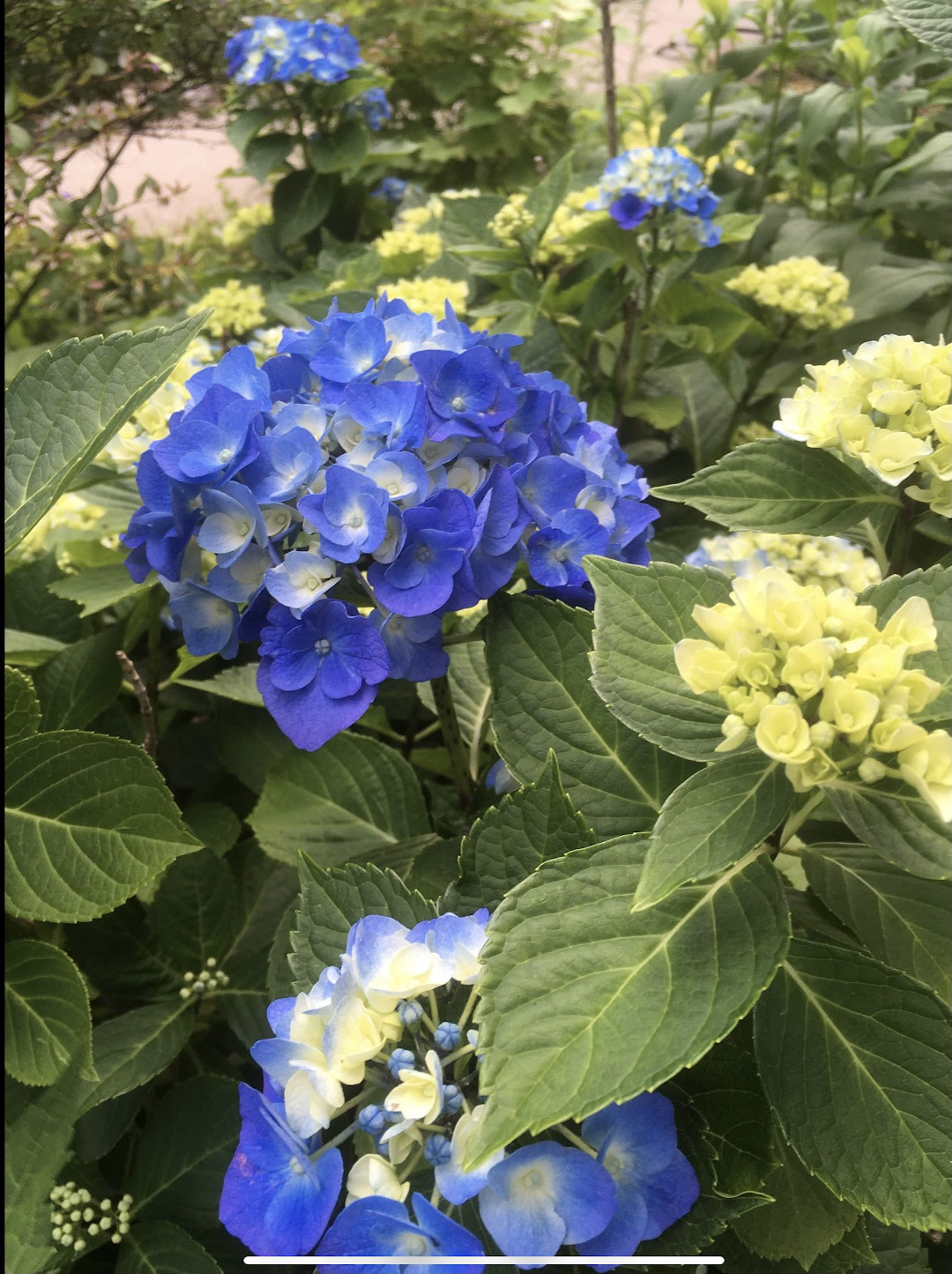 close up of blue hydrangea blooms