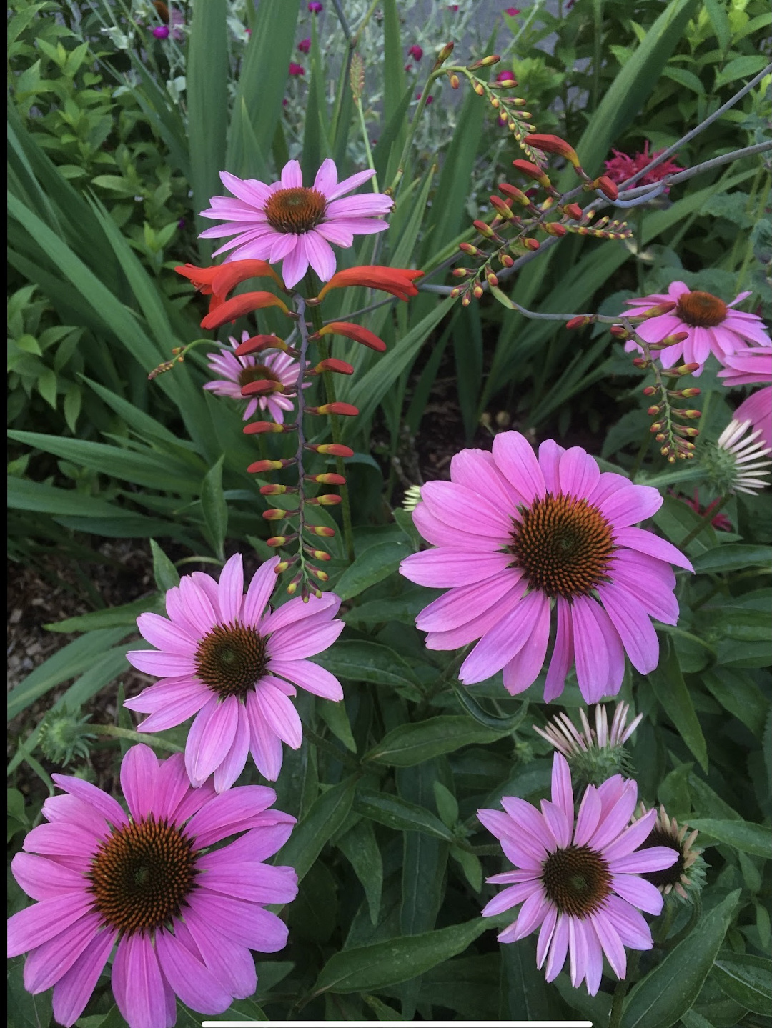 purple coneflower