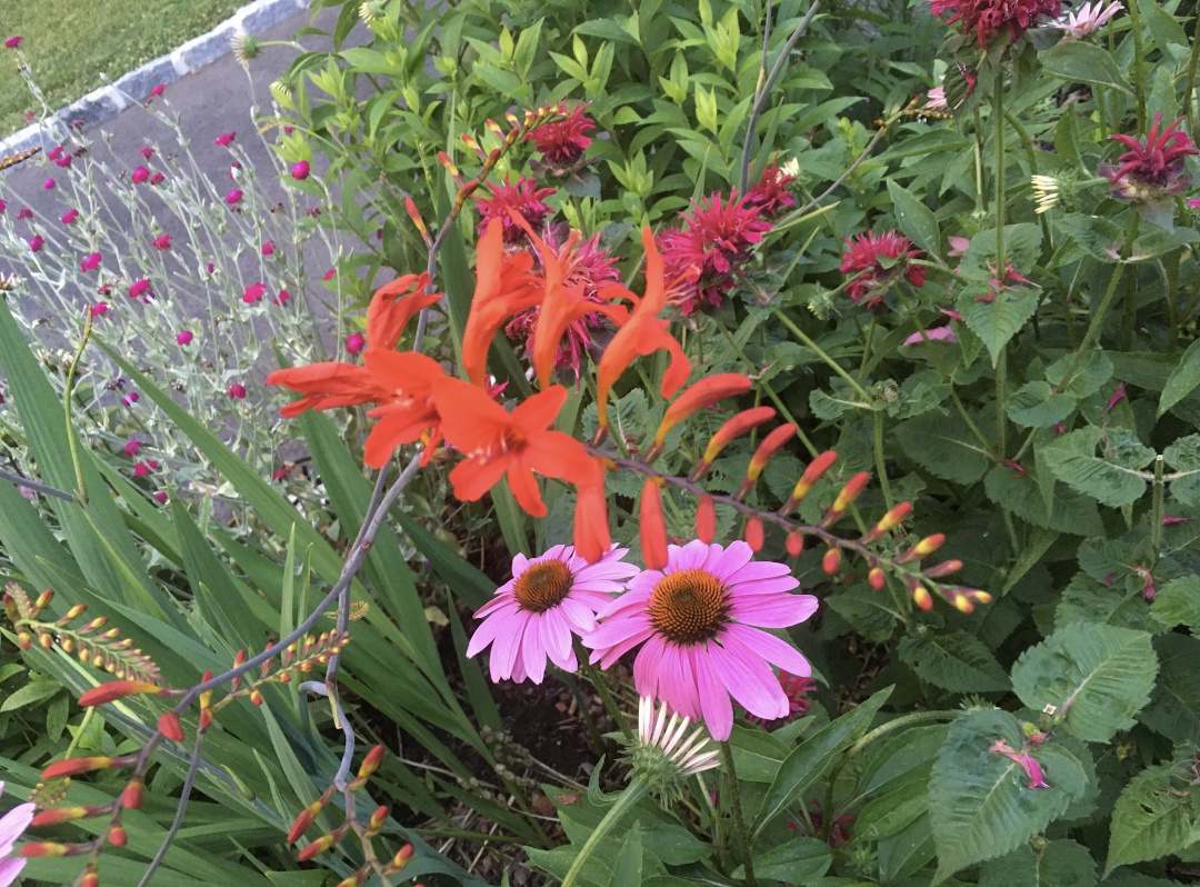 crocosmia coneflower and bee balm