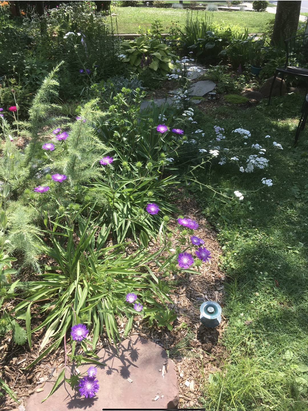 shade garden full of perennials