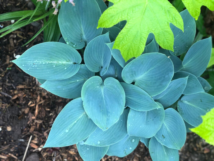 blue hosta